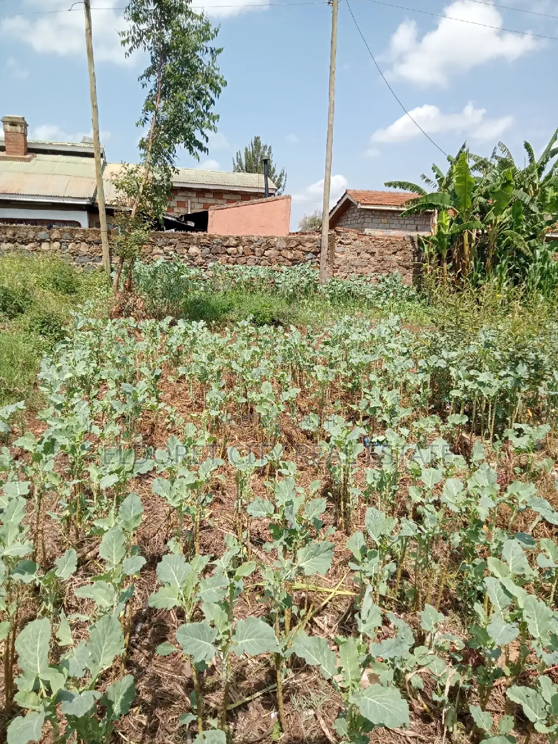 1/8 Plot Kimumu Betterfarm 200 Metres From Tarmac