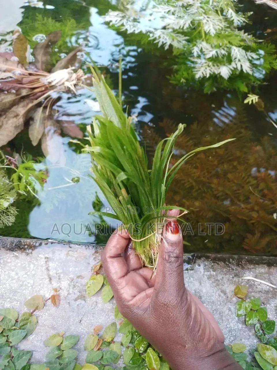 Sagittarius Live Plants for Aquarium