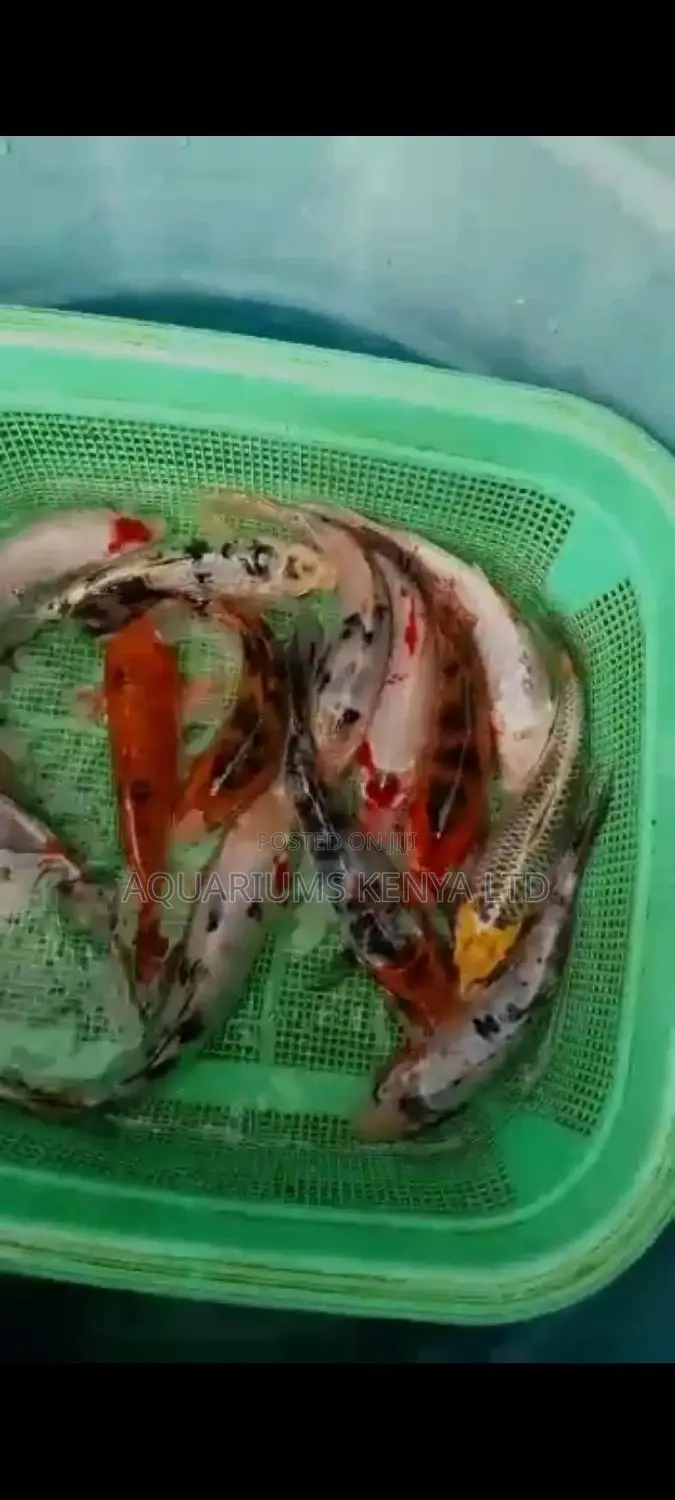 12 Inch , 1foot , Koi Fish