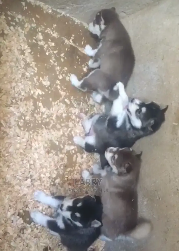 1-3 months Female Purebred Siberian Husky