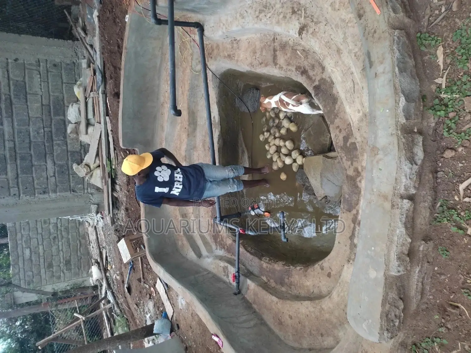 Fish Pond Cleaning , Fish Treatment and Maintainance