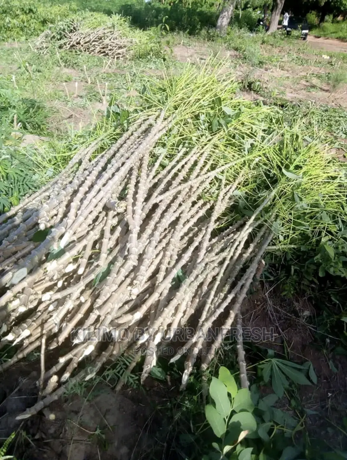 Cassava Cuttings Bunch of 100.