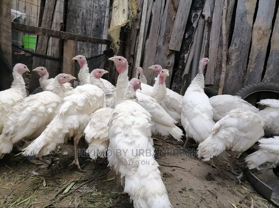 Pure White Holland Turkey Available Moq 2