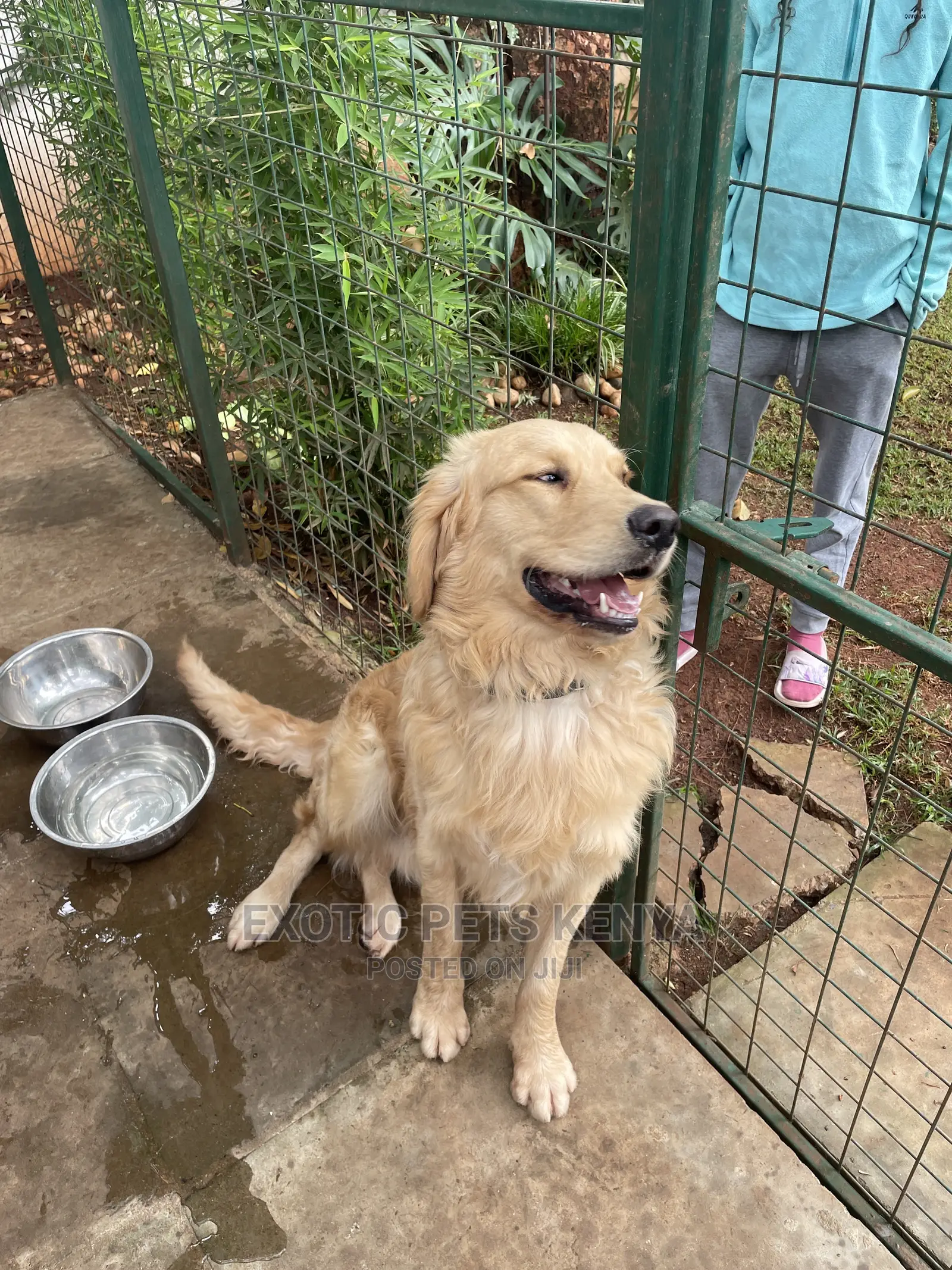 1+ year Male Purebred Golden Retriever
