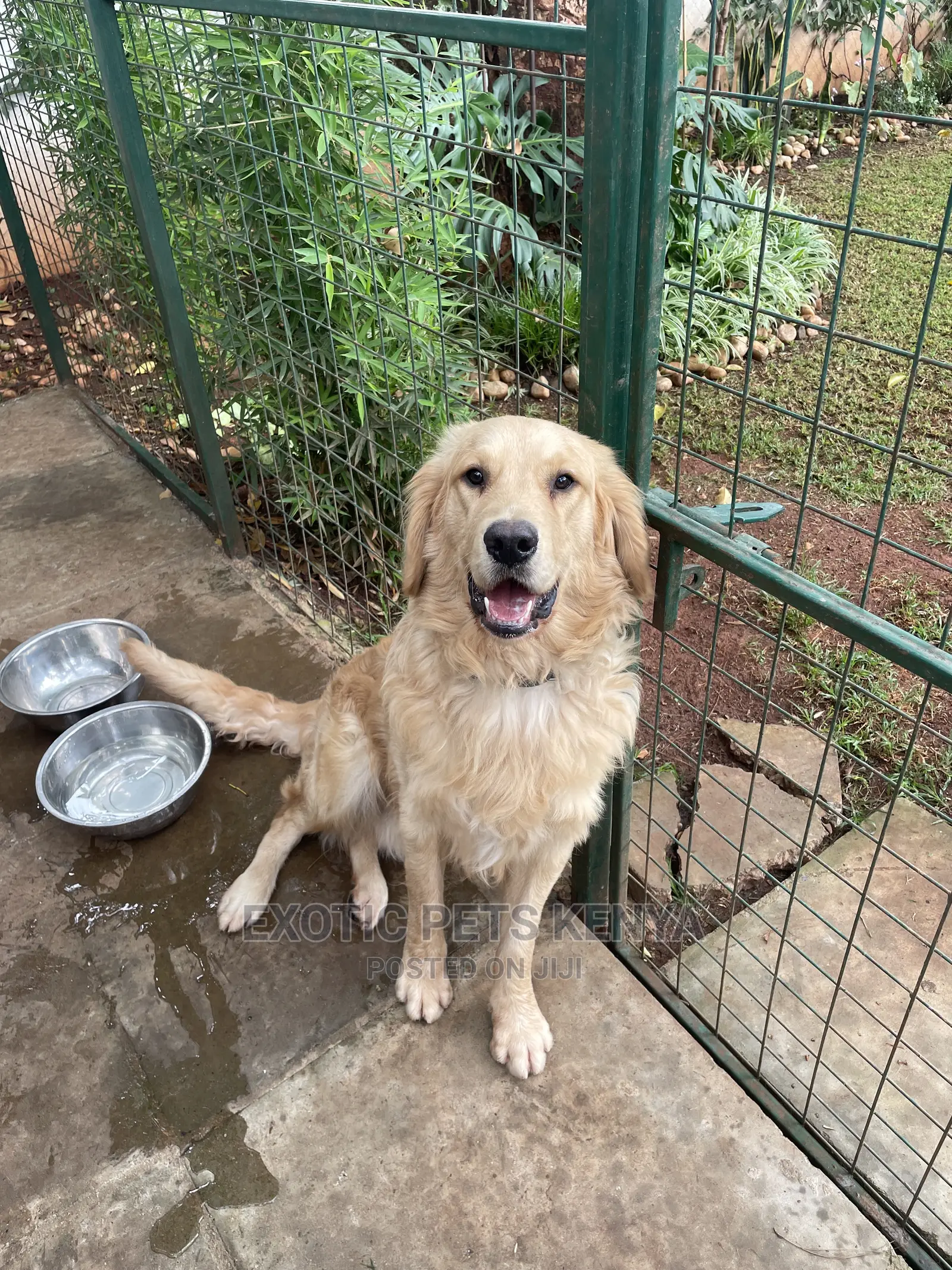 1+ year Male Purebred Golden Retriever
