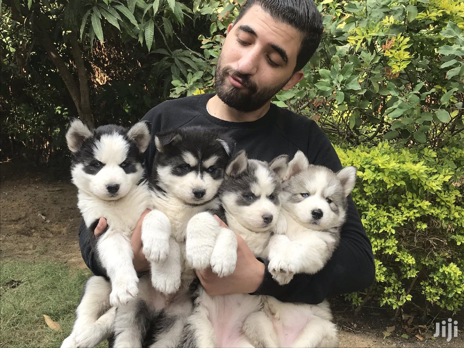 Young Male Purebred Siberian Husky