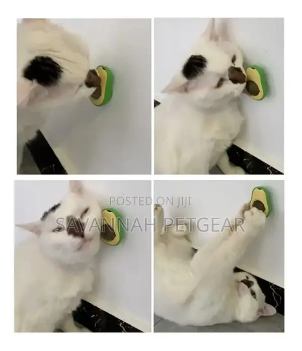 Catnip Cat Treat in Avocado Toy