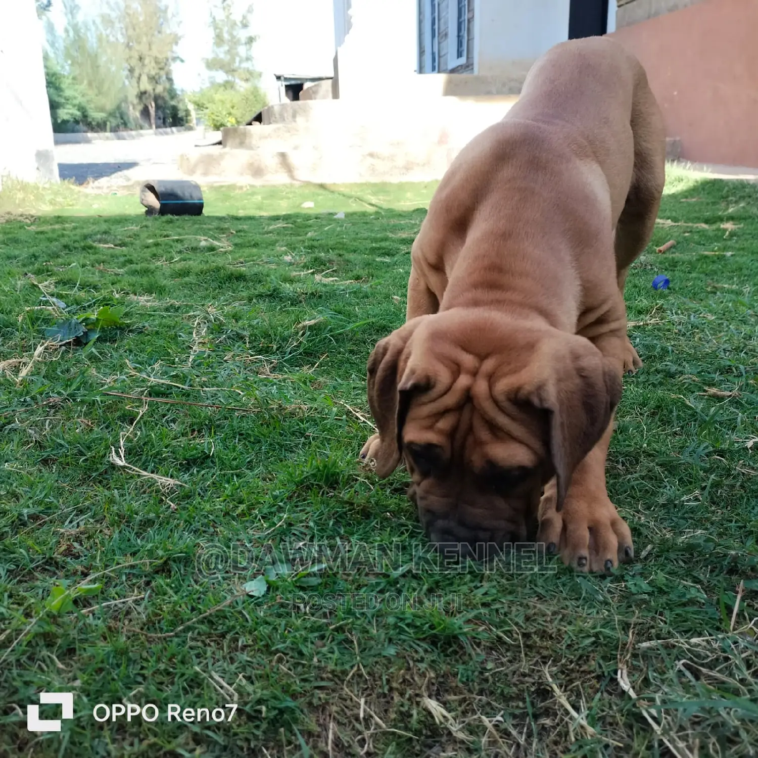 1-3 months Male Purebred Boerboel