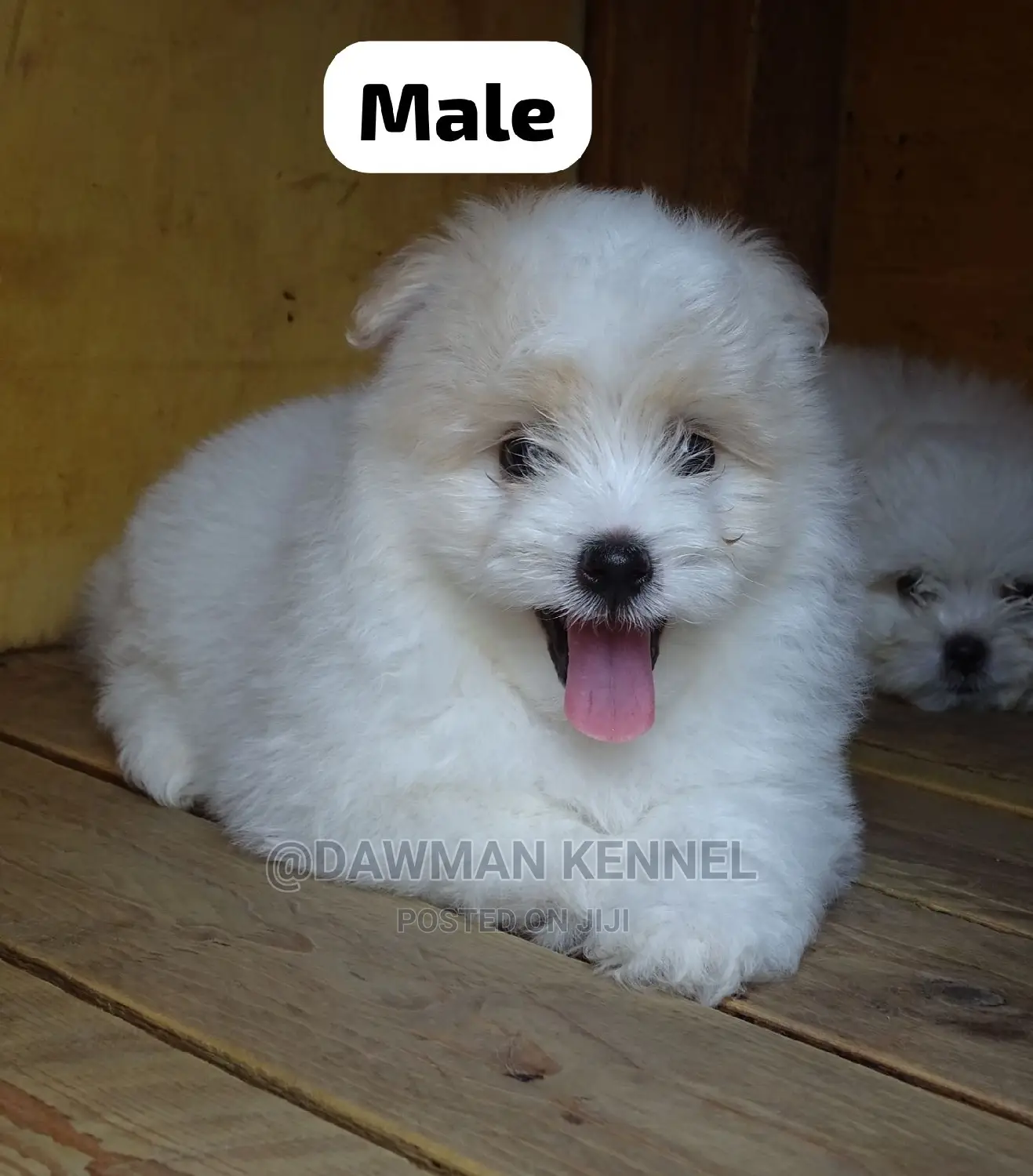 1-3 months Male Purebred Maltese