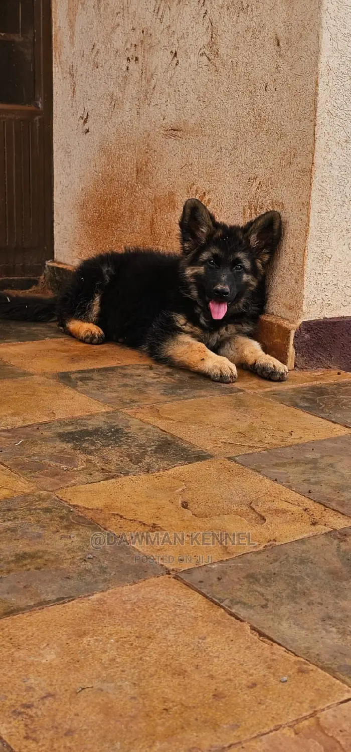 1-3 months Male Purebred German Shepherd