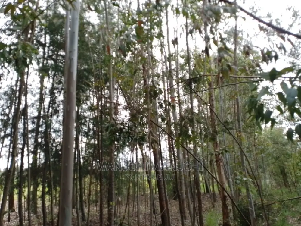 Prime 50x100 Forested Plot