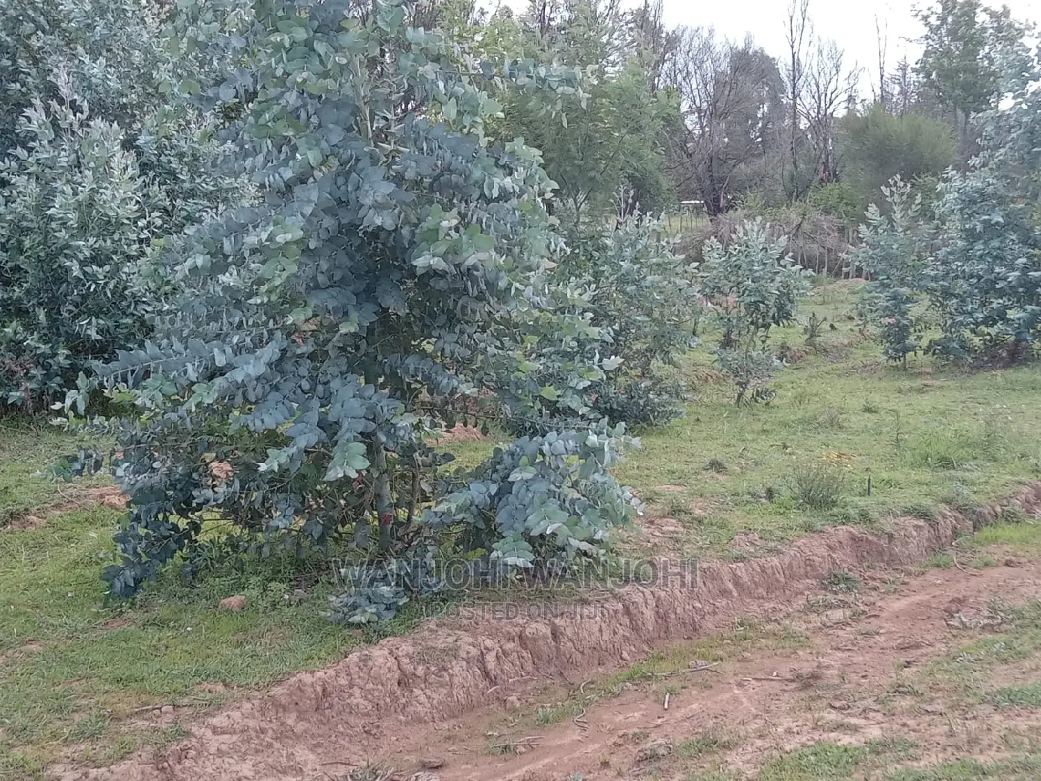 Decent Properties in Nyandarua (50×100)
