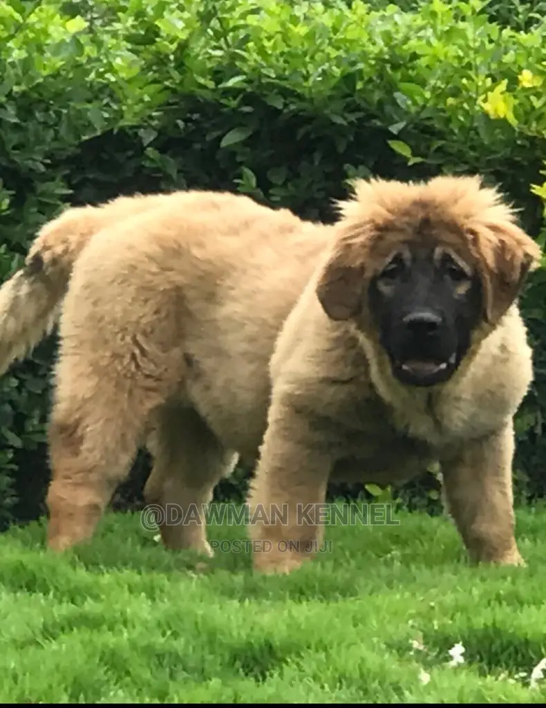 1-3 months Male Purebred Caucasian Shepherd