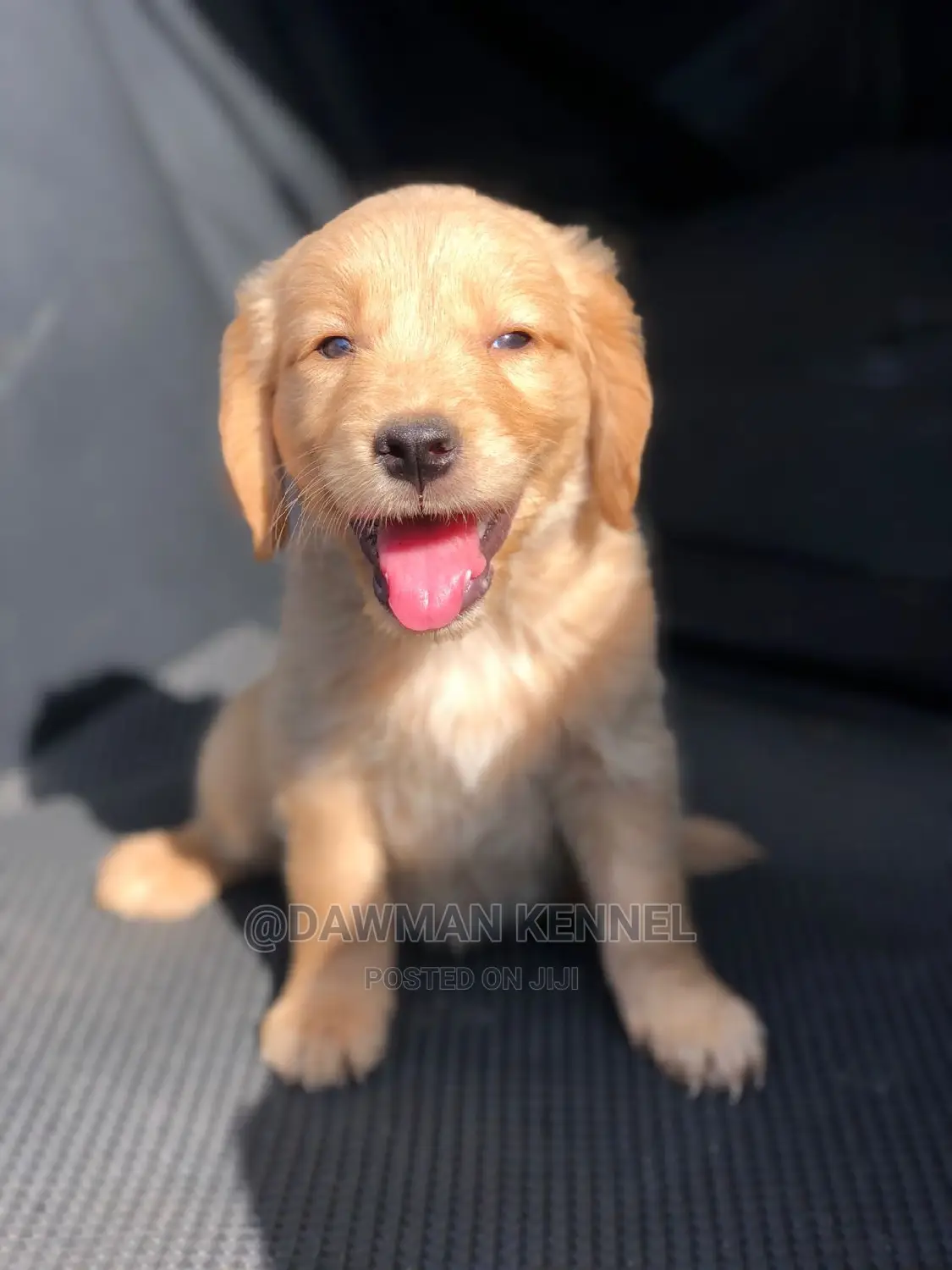 1-3 months Male Purebred Golden Retriever