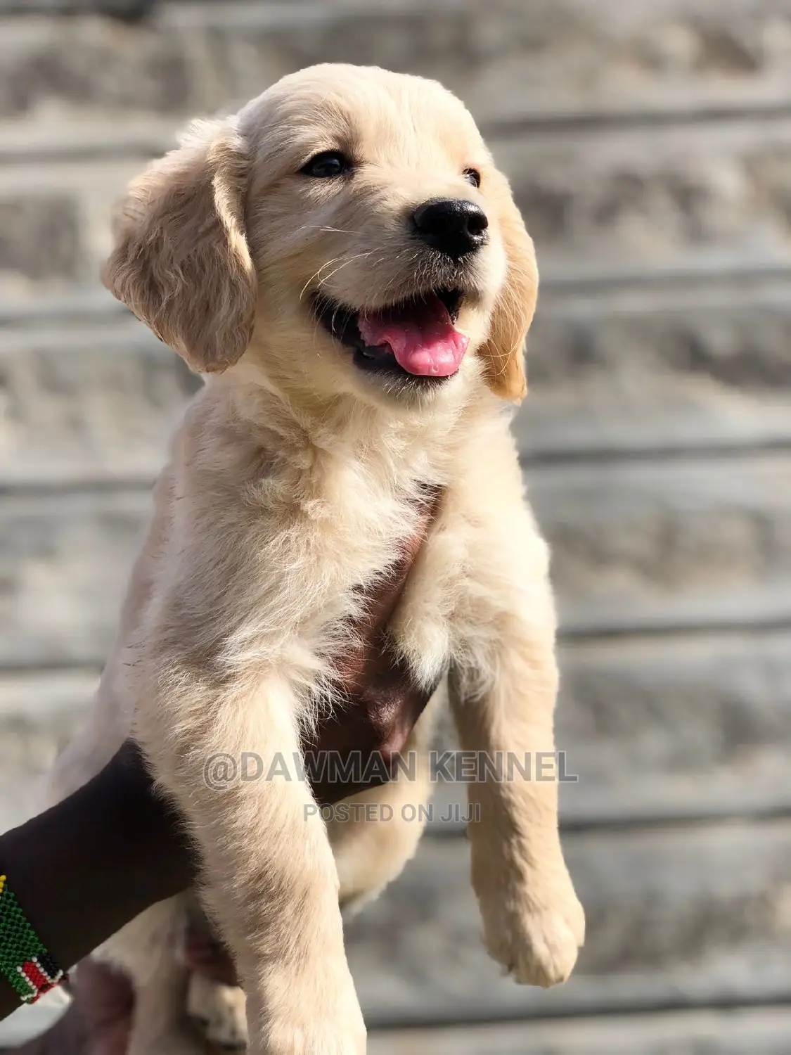 1-3 months Male Purebred Golden Retriever