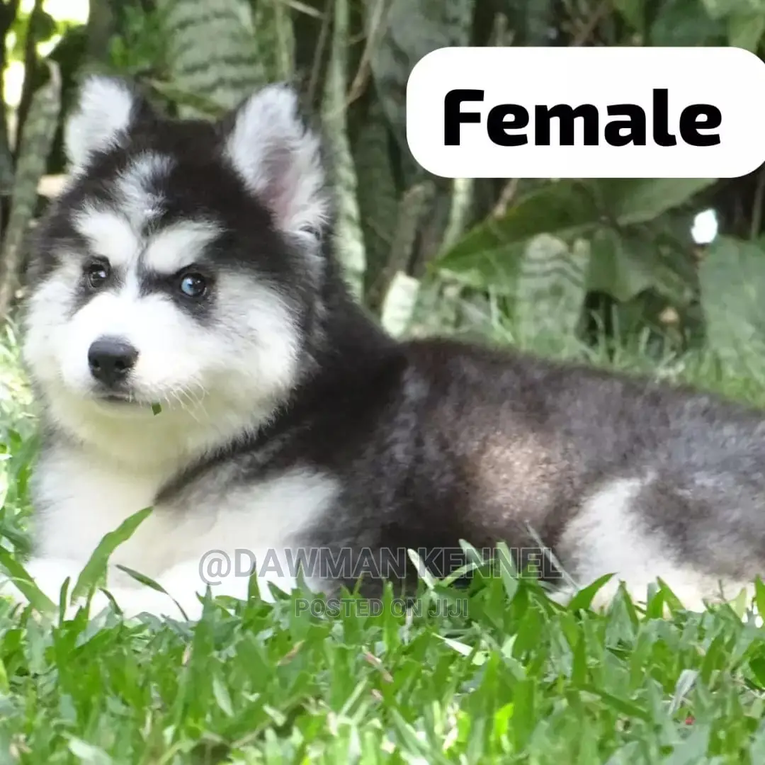 1-3 months Female Purebred Siberian Husky