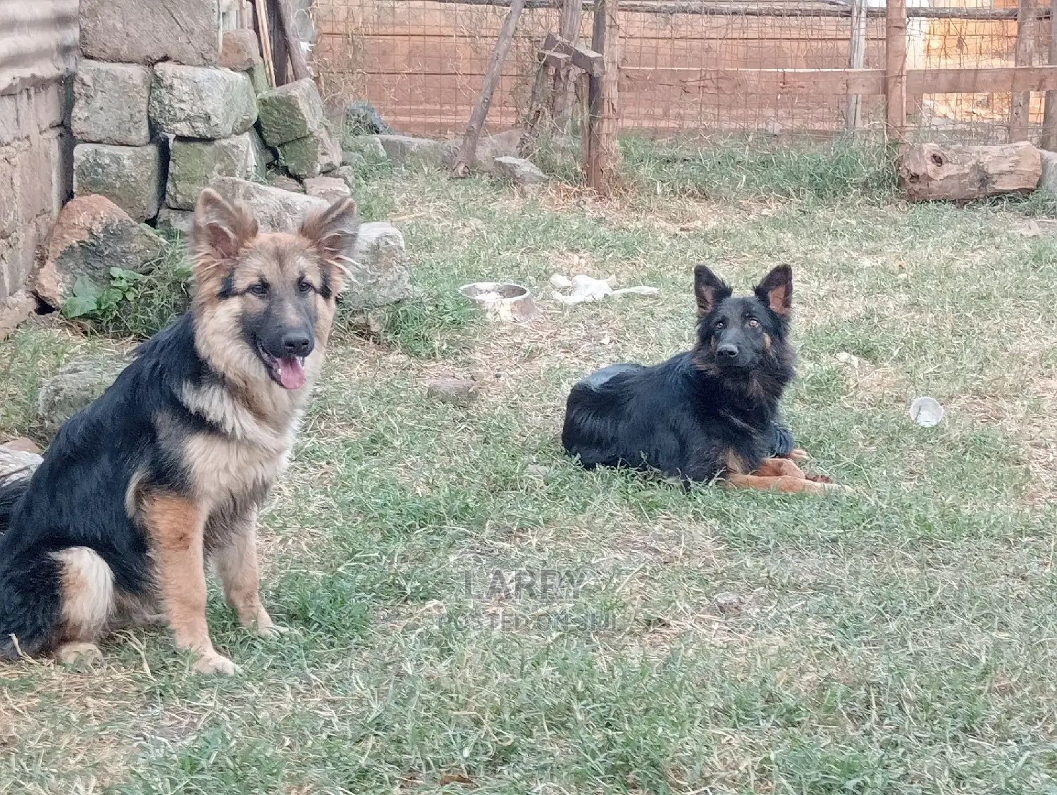 1+ year Female Purebred German Shepherd