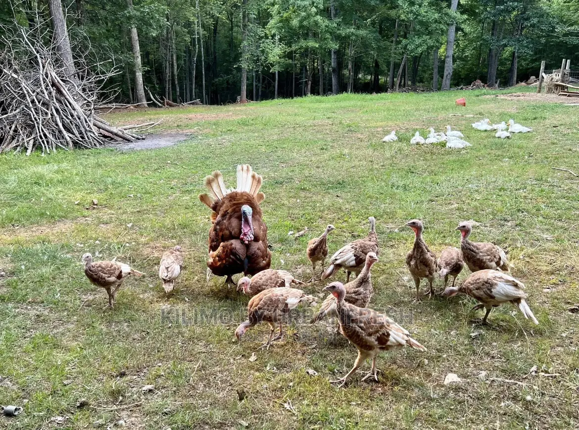 Bourbon Red Turkey. Poults Mature