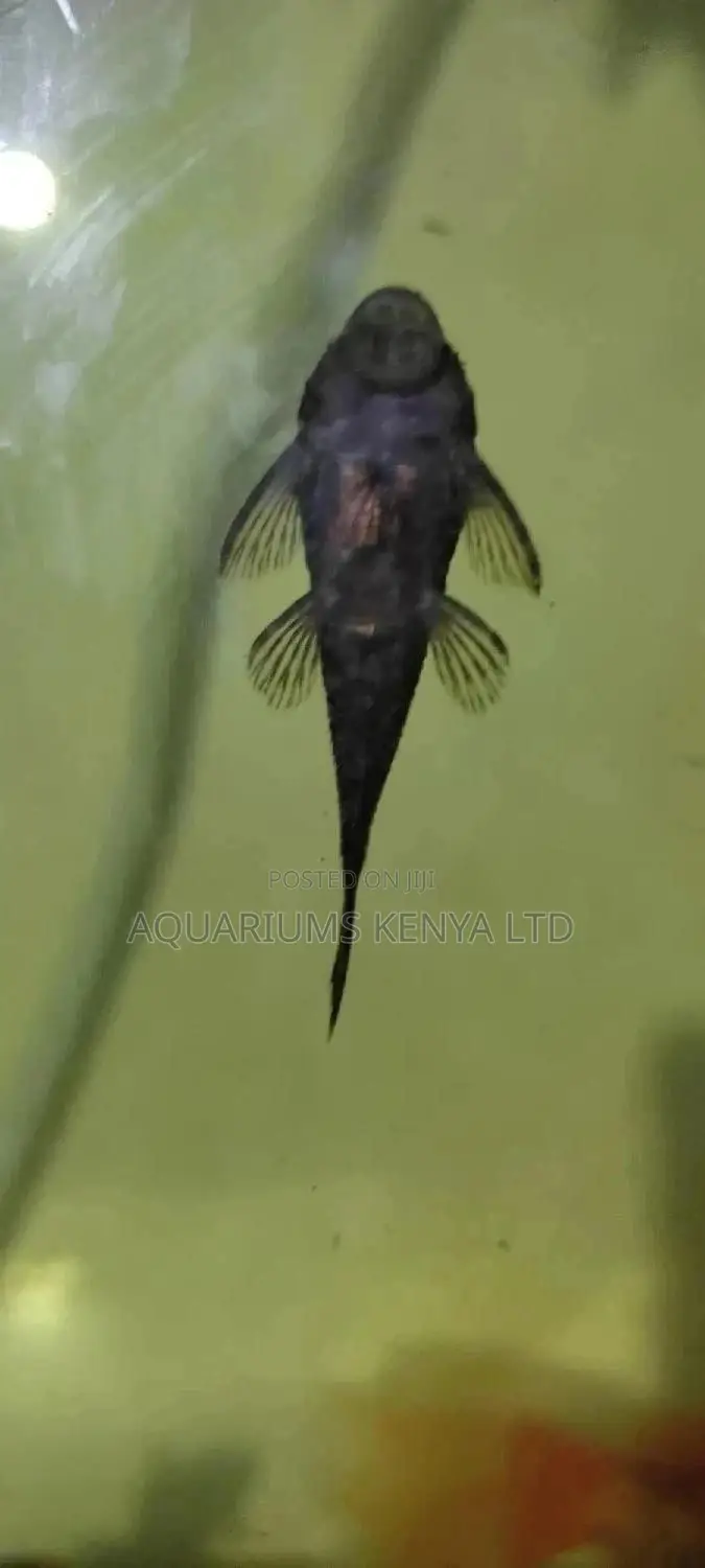 Pleco Algae Eater , Fish Cleaners