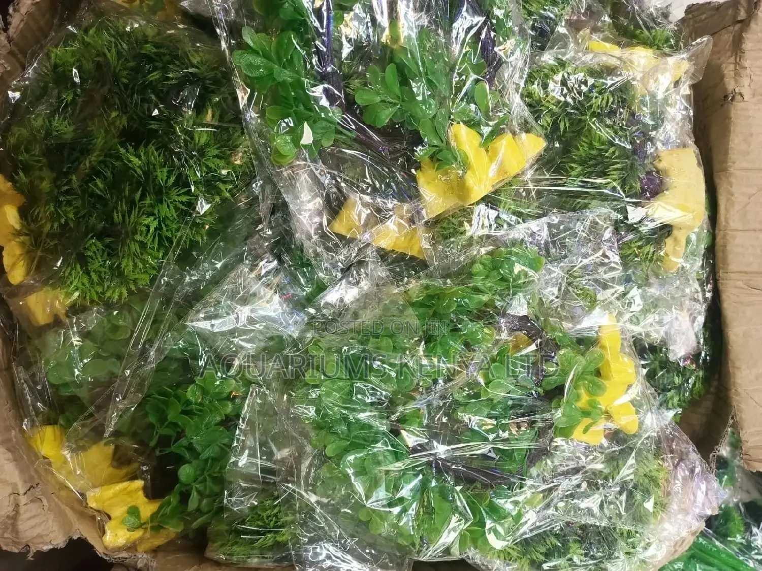 Bushy Well Coloured Aquarium Plastic Plants