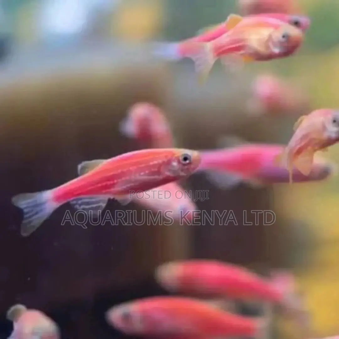 Pink Danio