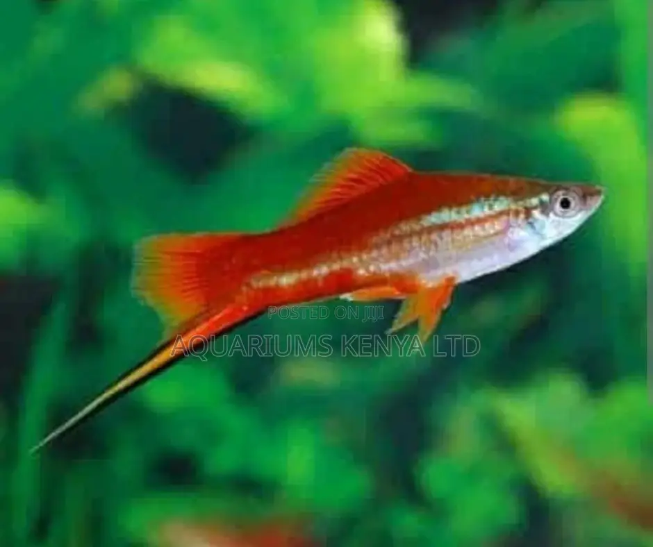 Swordtail and Female