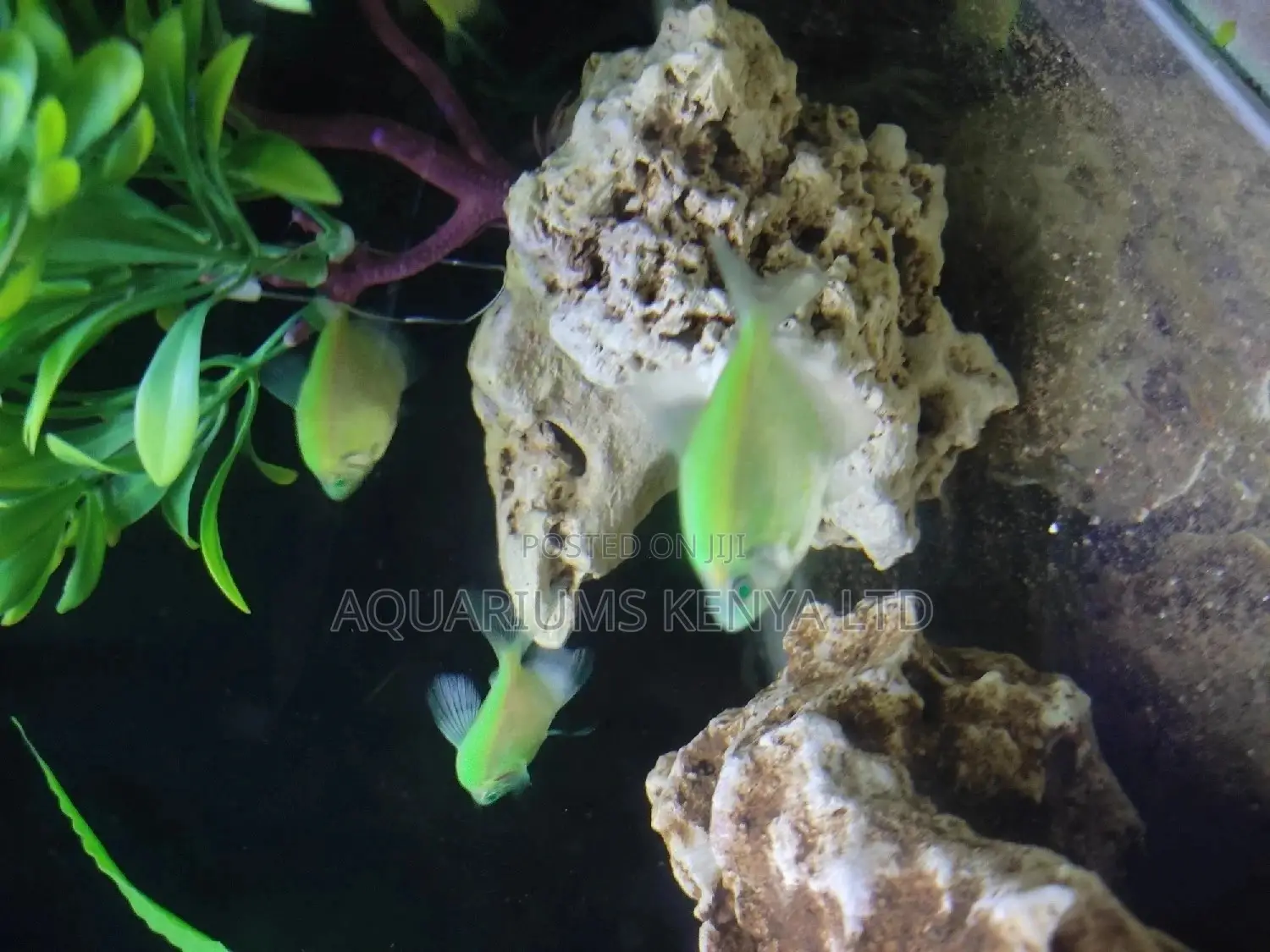 Neon Green Widows Fish