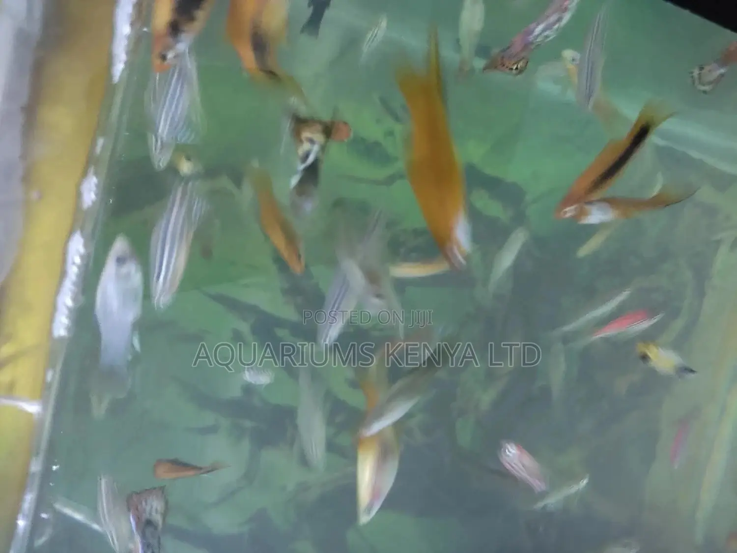 Small Nano Fishes ,For Small Tanks