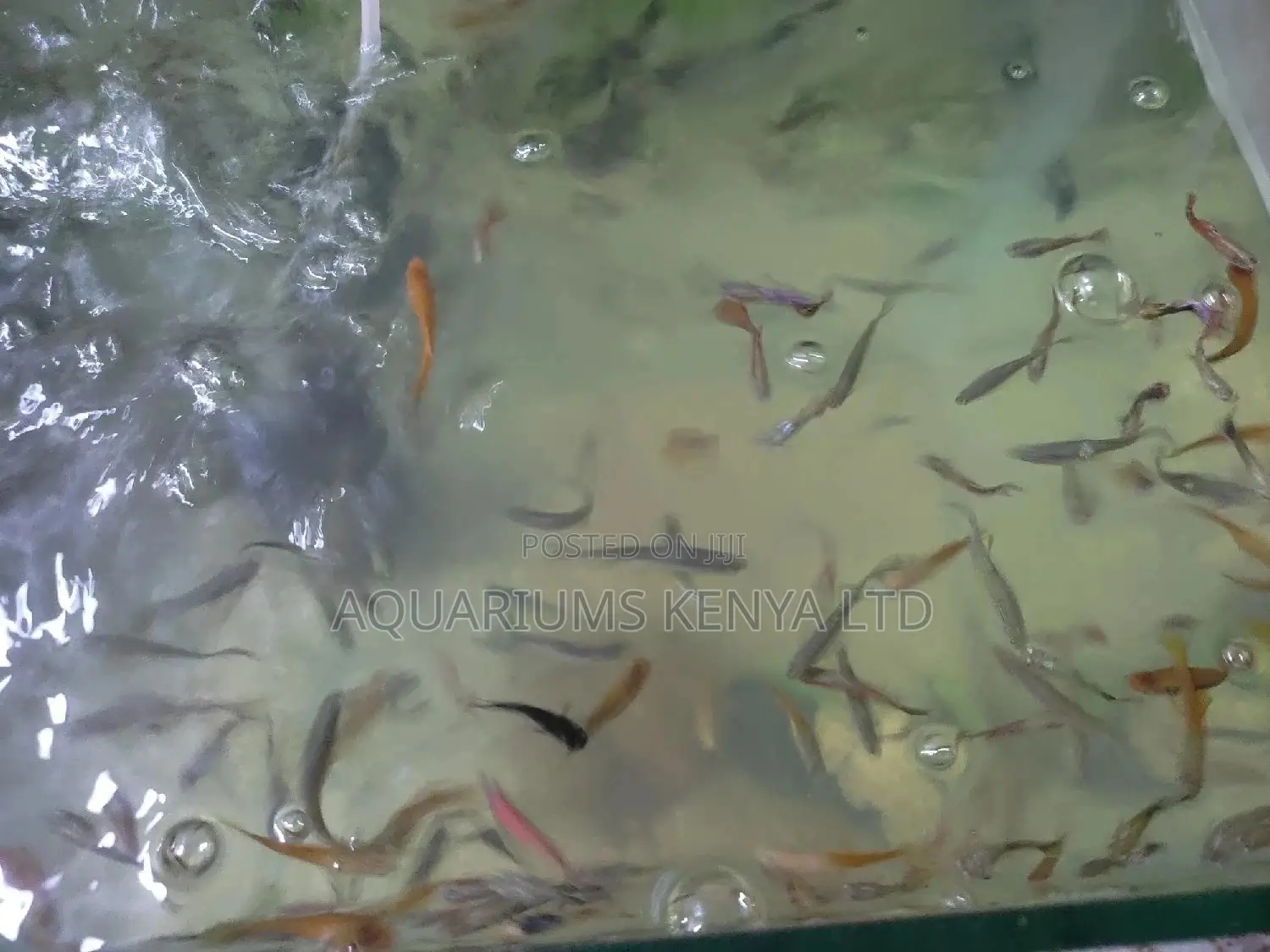 Live Bearers, Mosquito  Eating Fish for Ponds