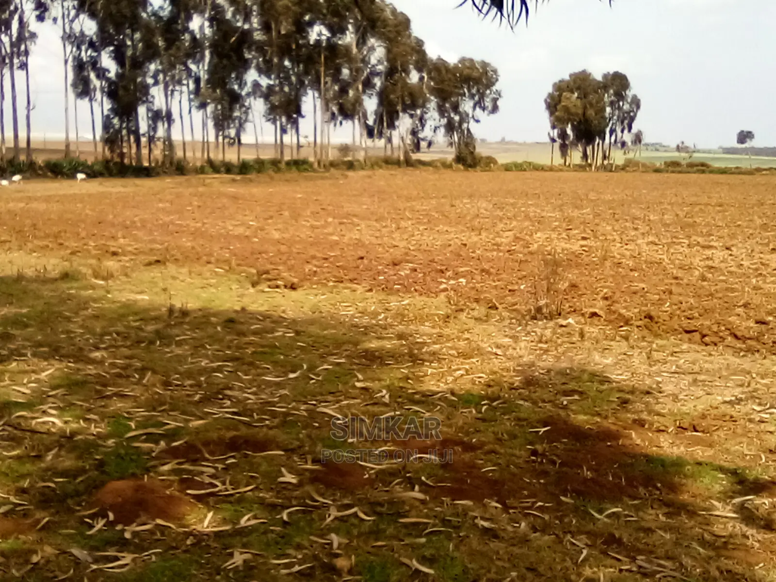 41 Acres of Land for Sale in Timau