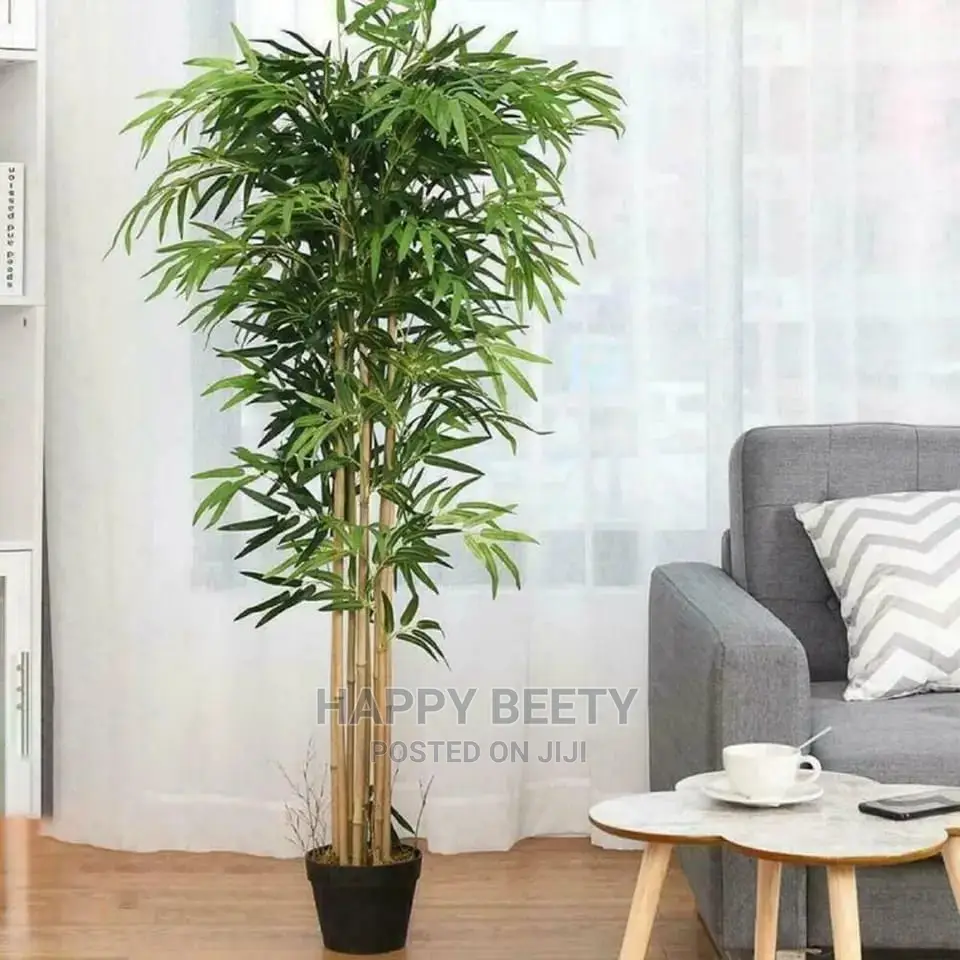 High Quality Potted House Tree