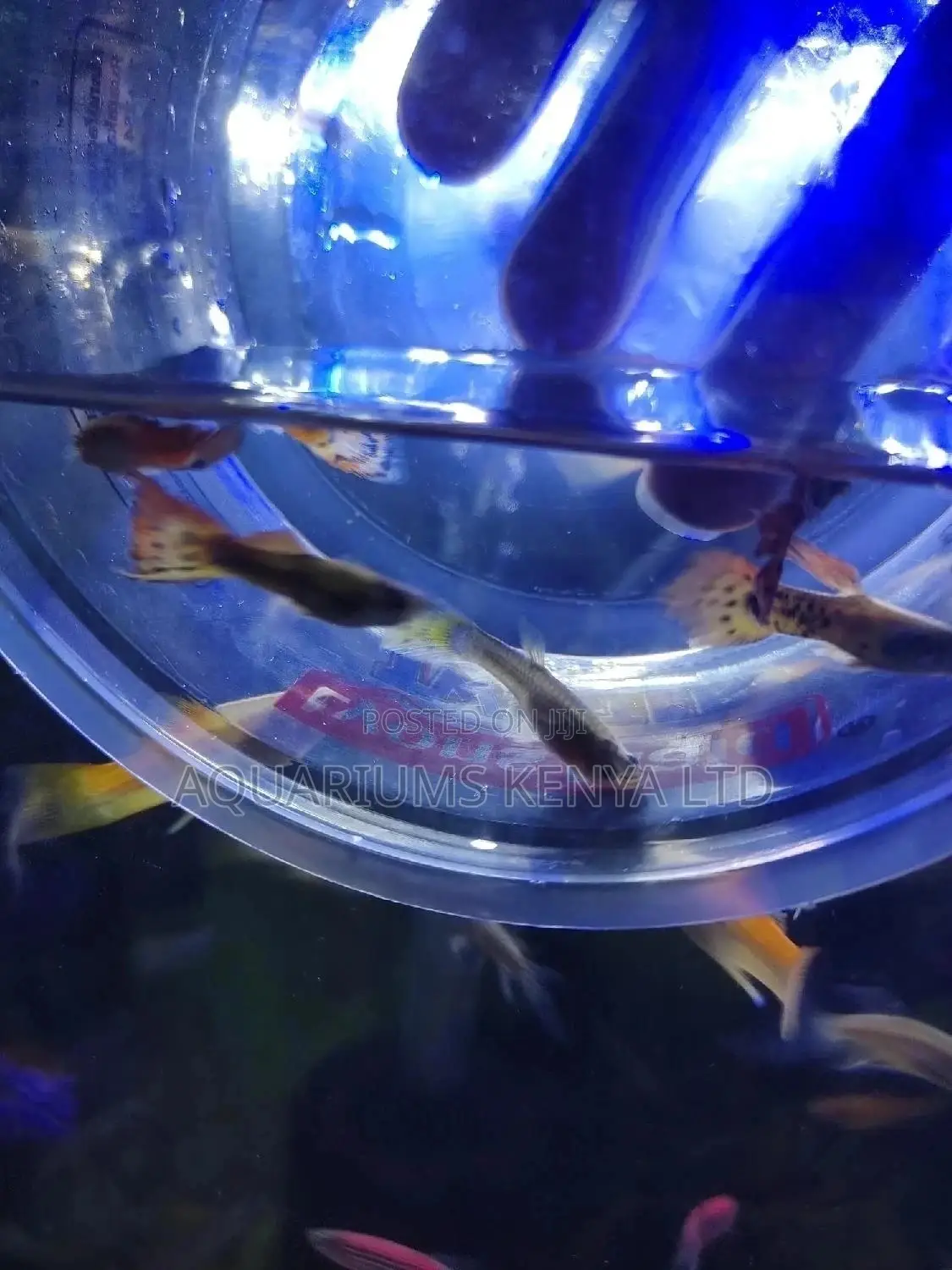 Live Bearers, Guppies Fish