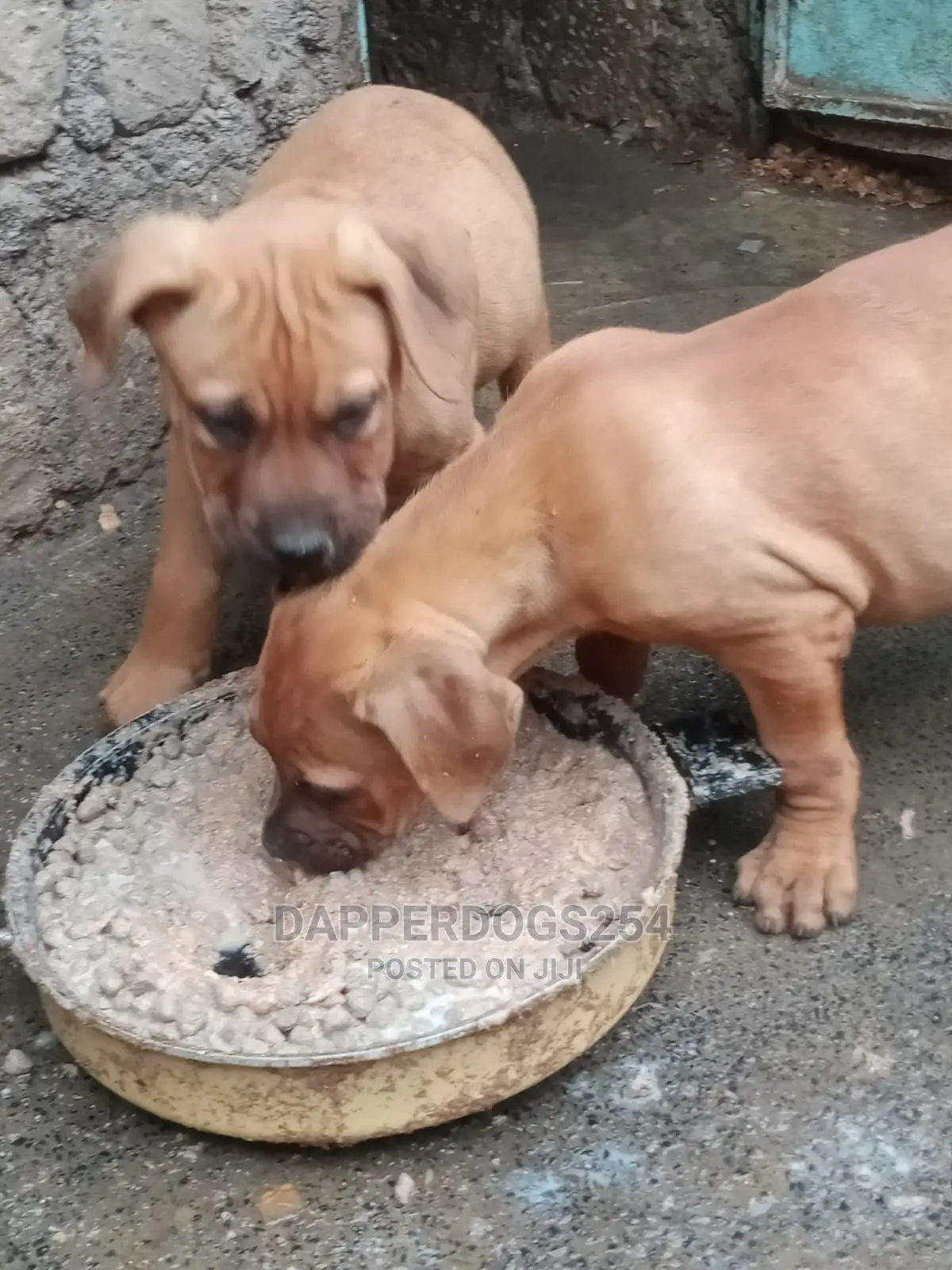 1-3 months Male Purebred Boerboel