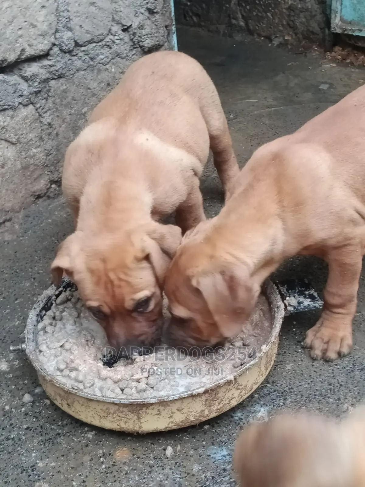 1-3 months Male Purebred Boerboel