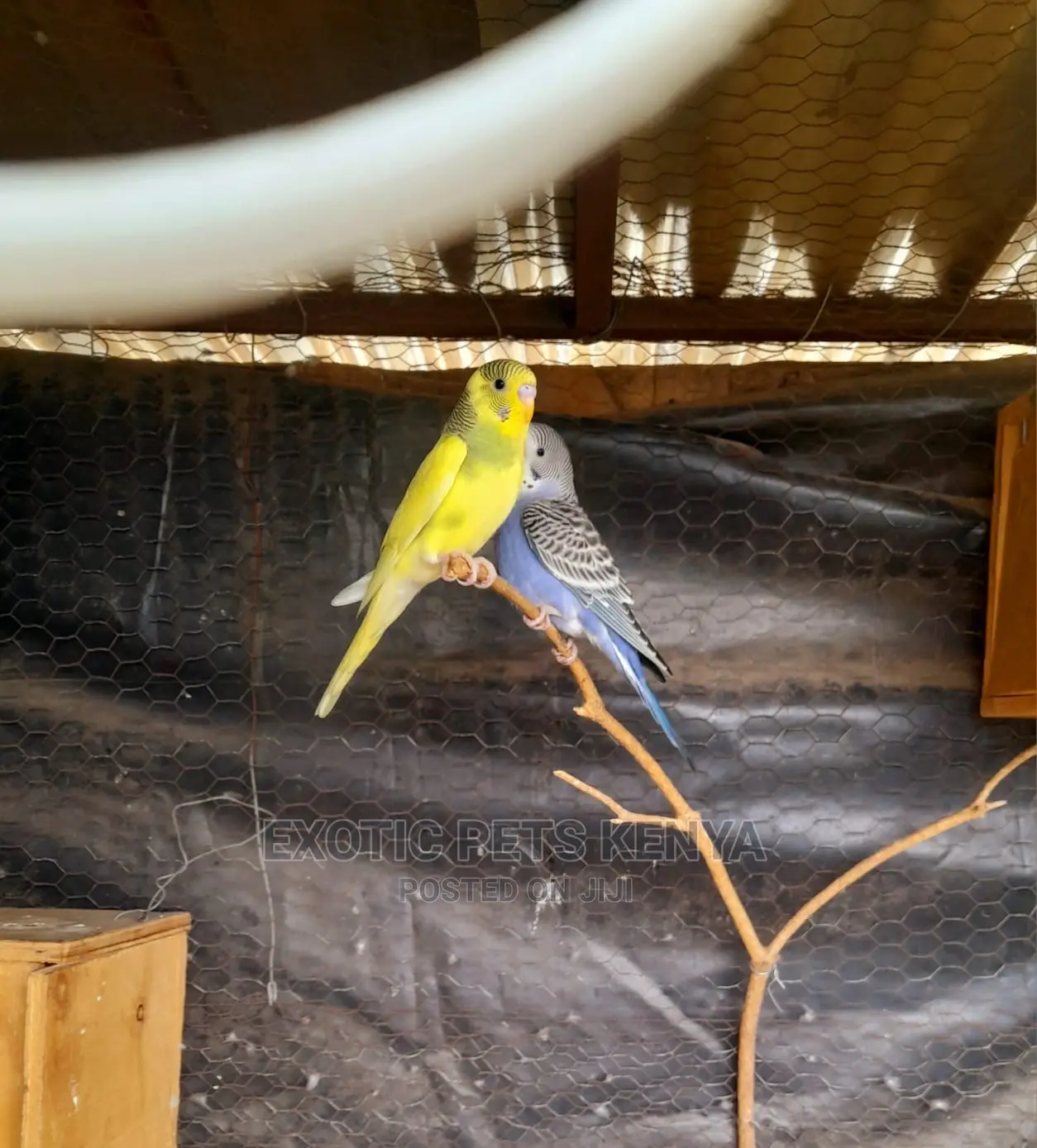 Budgerigar
