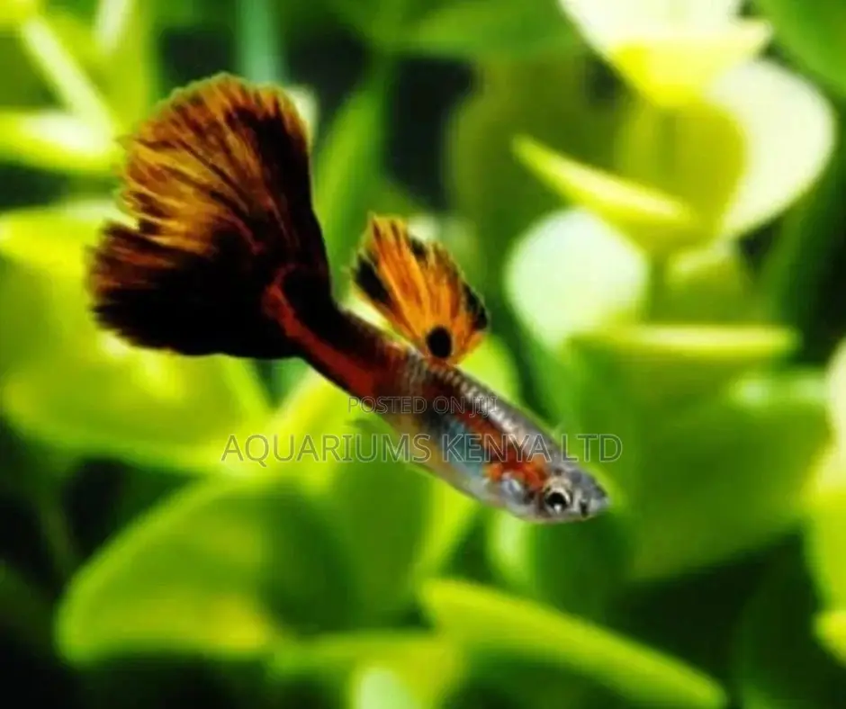 Guppies Fish