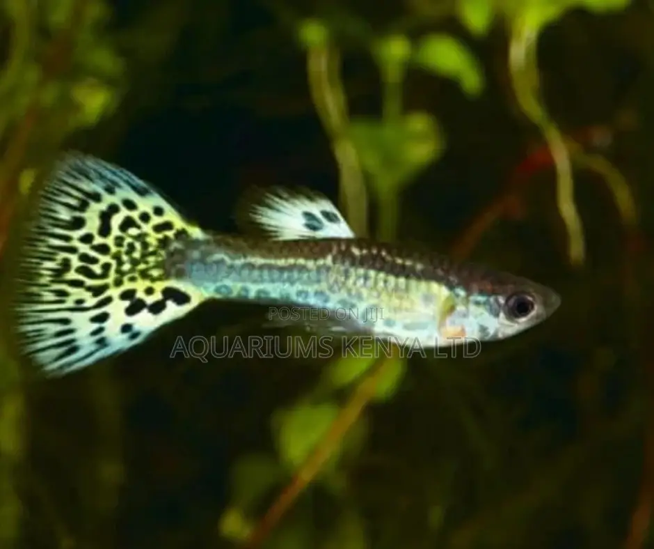 Guppies Black Grey Polish Fish
