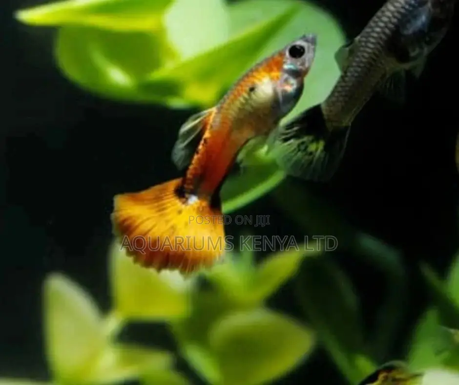 Golden Red Guppy , Peaceful Small Fish