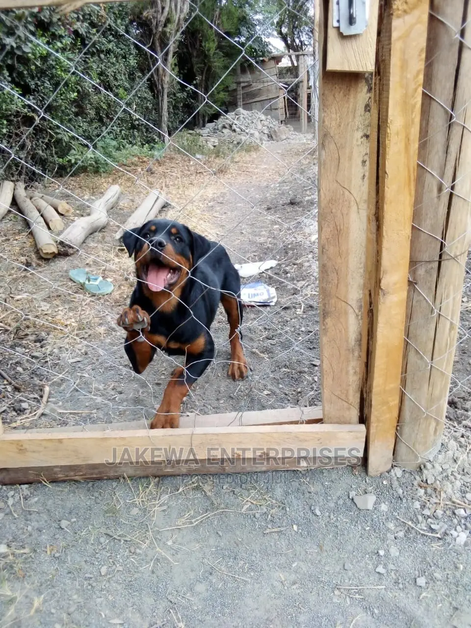 3-6 months Male Purebred Rottweiler