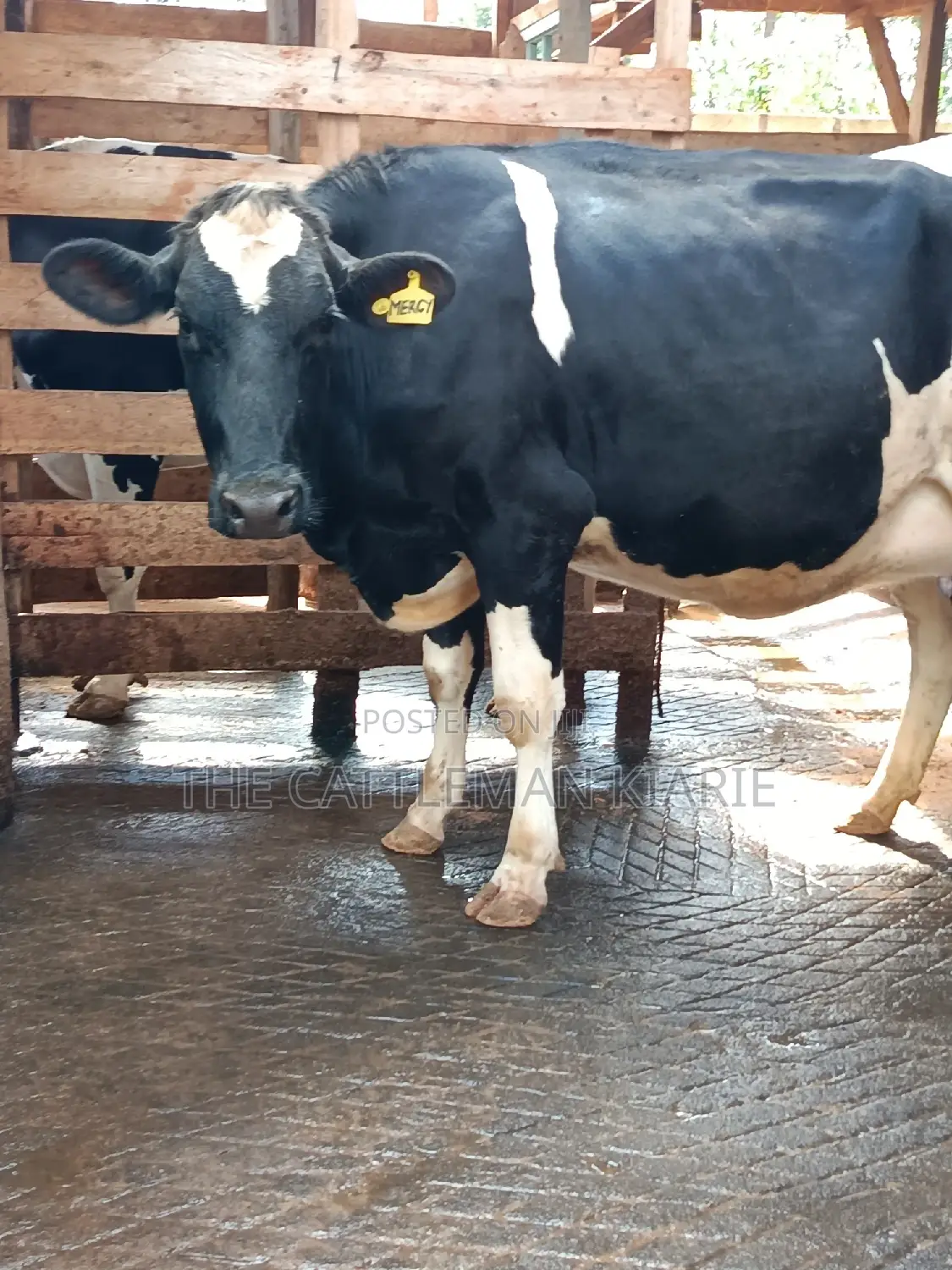 Friesian Heifer For Sale In Githunguri
