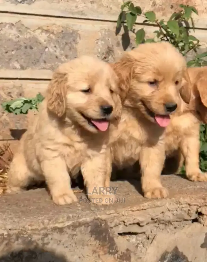1-3 months Male Purebred Golden Retriever