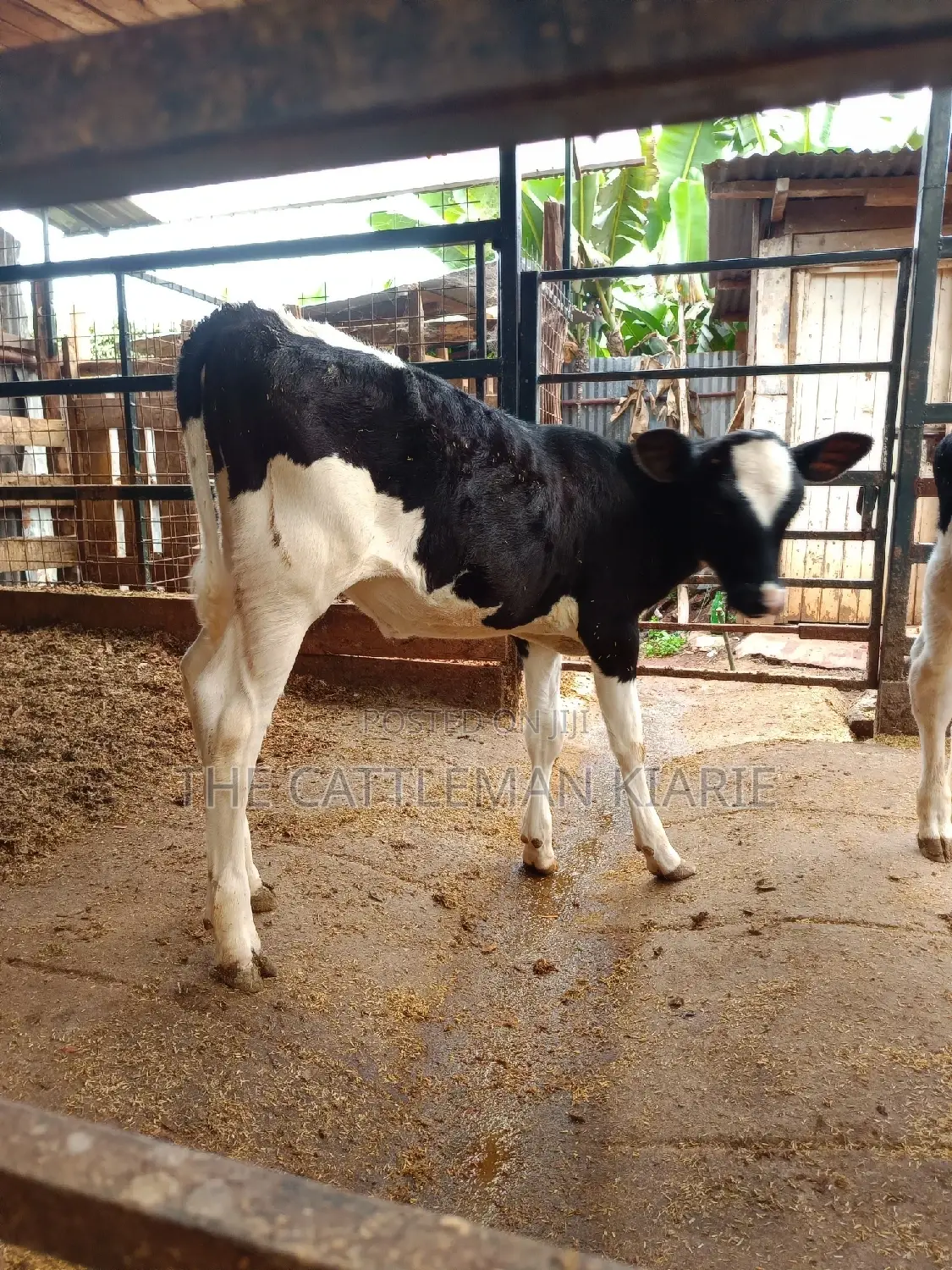 Friesian Calf for Sale