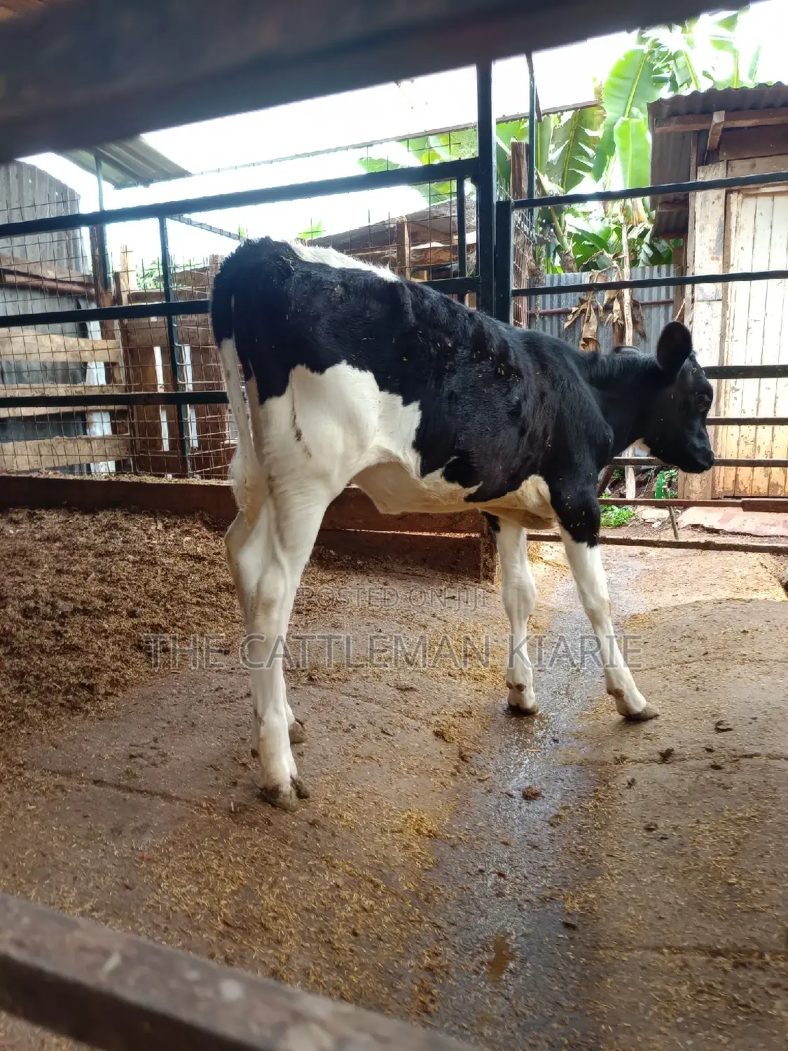 Friesian Calf for Sale
