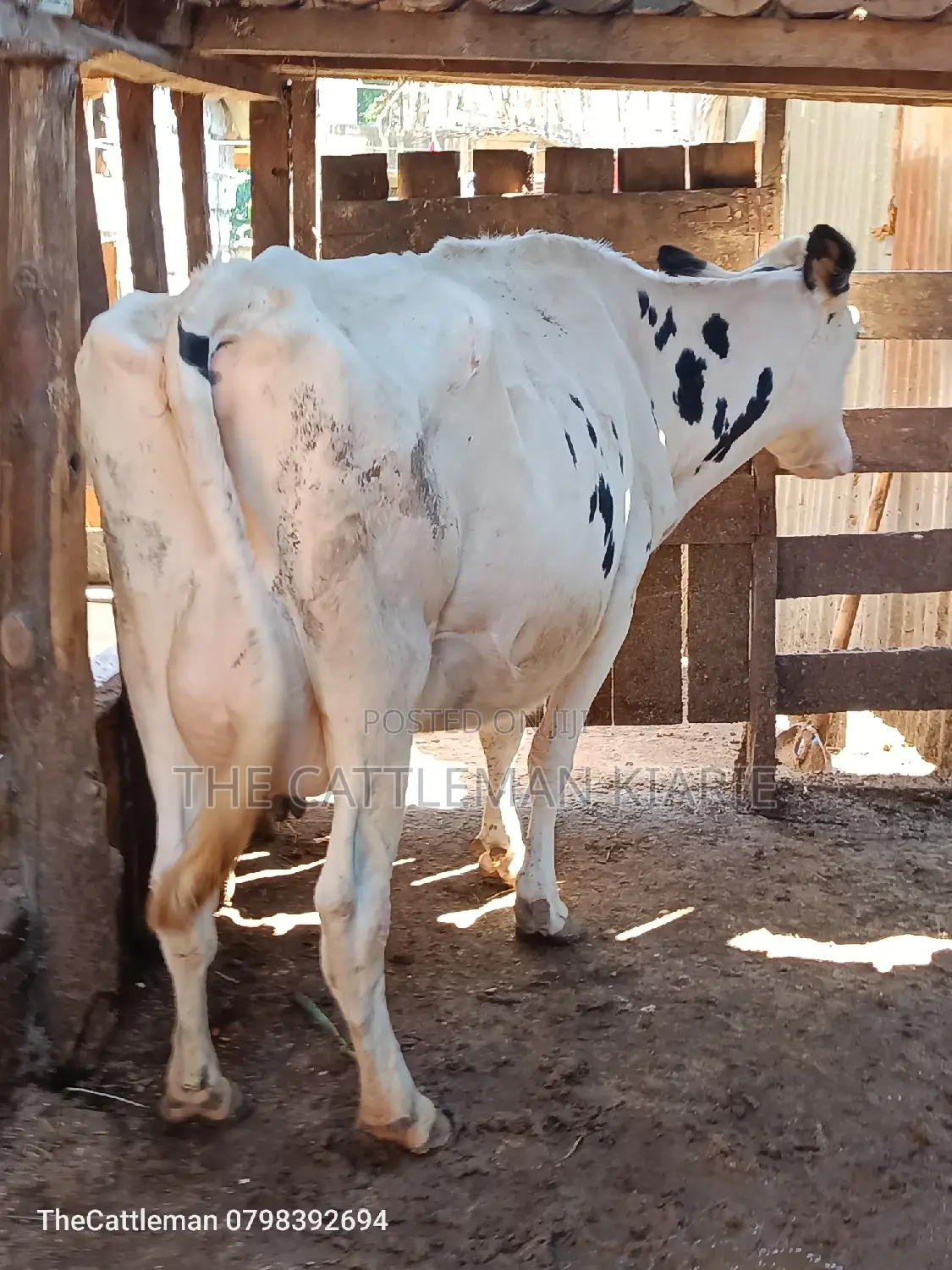 Pure Holstein For Sale In Githunguri Kenya