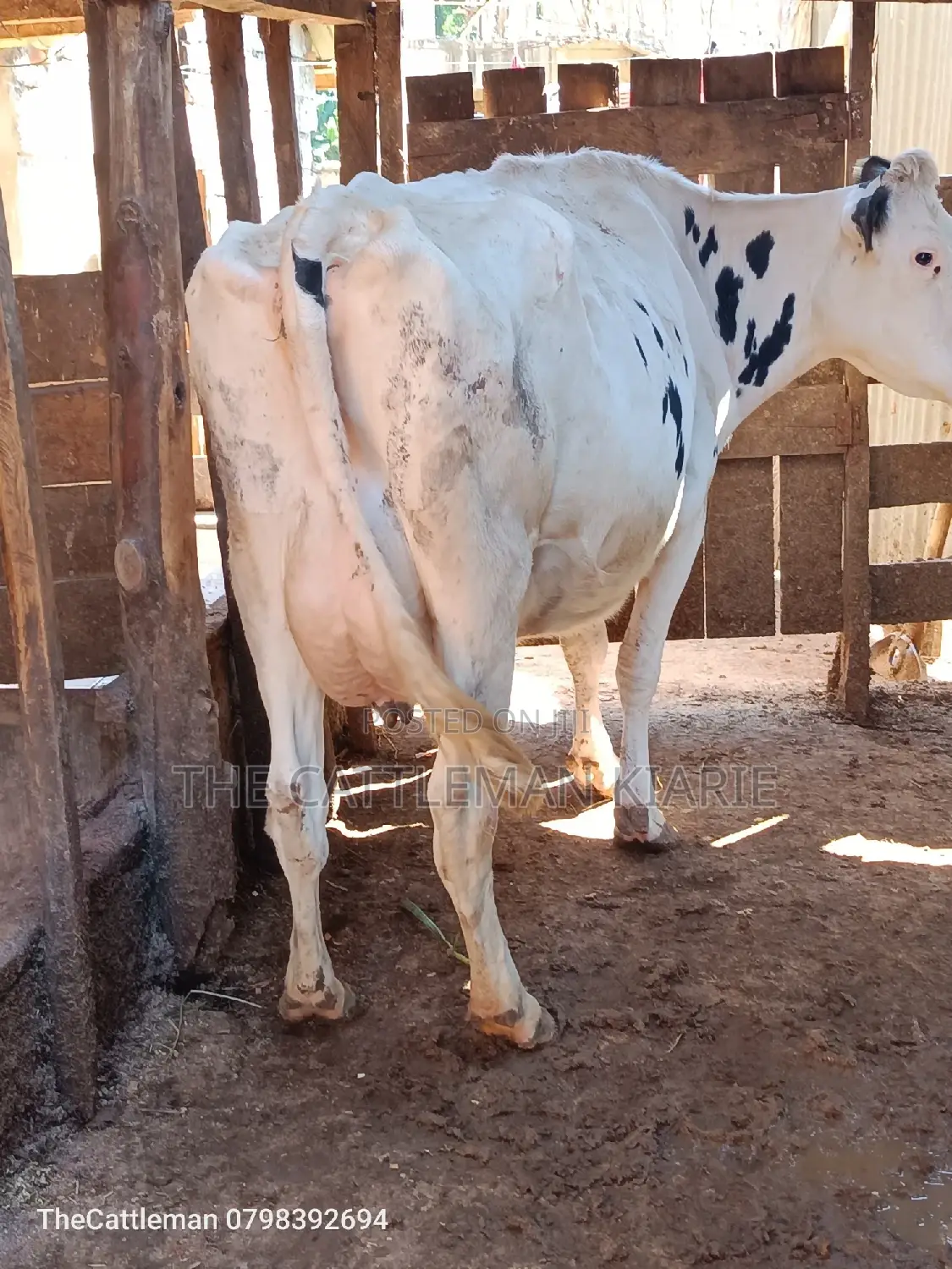 Pure Holstein For Sale In Githunguri Kenya