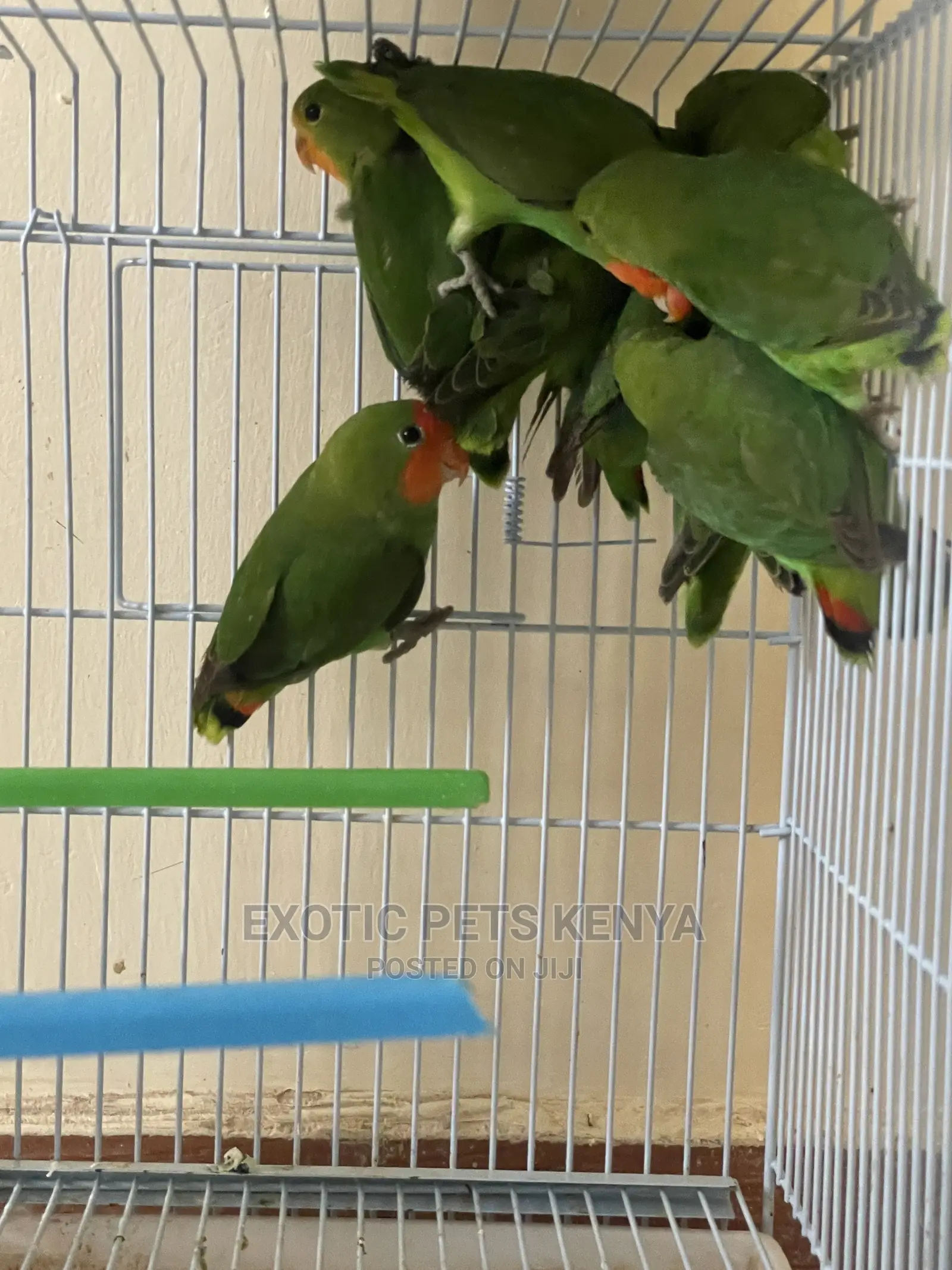 Peach Faced Lovebirds (Imported)