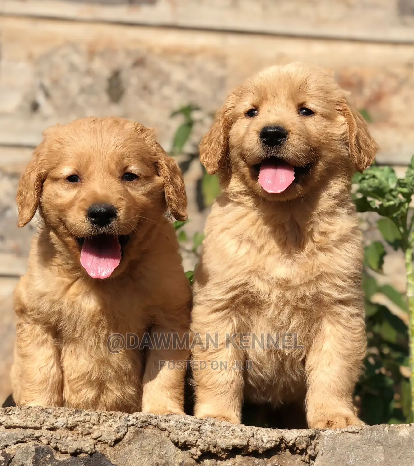 1-3 months Female Purebred Golden Retriever