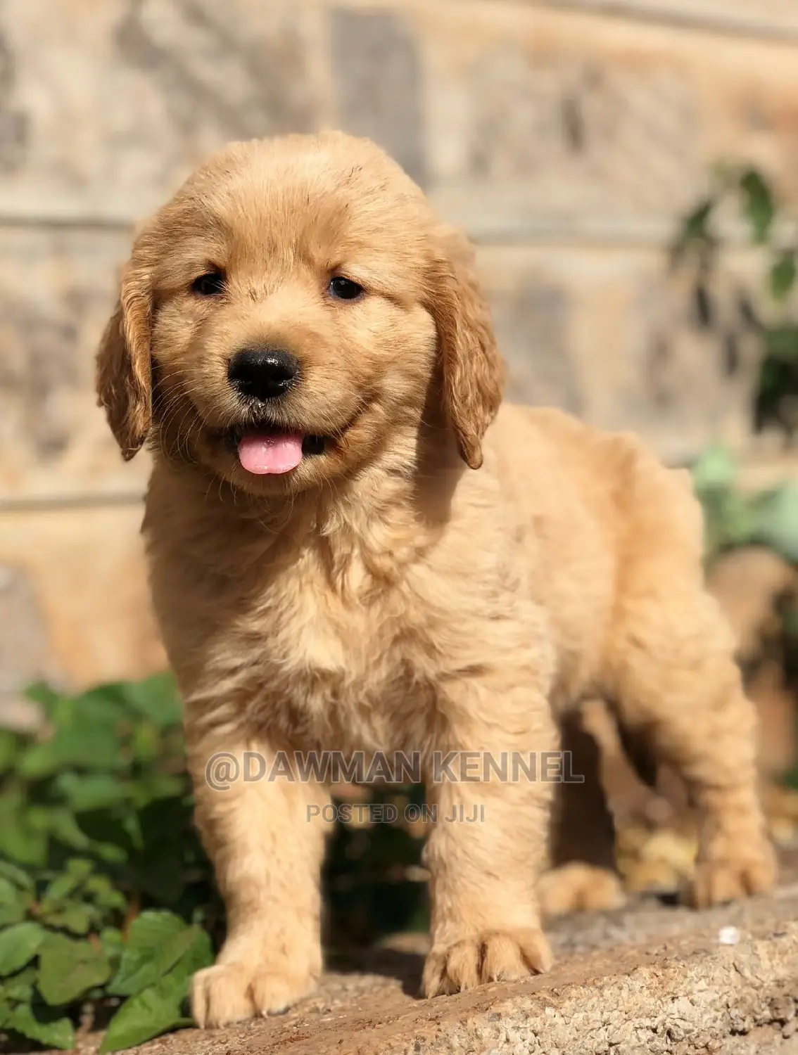 1-3 months Male Purebred Golden Retriever