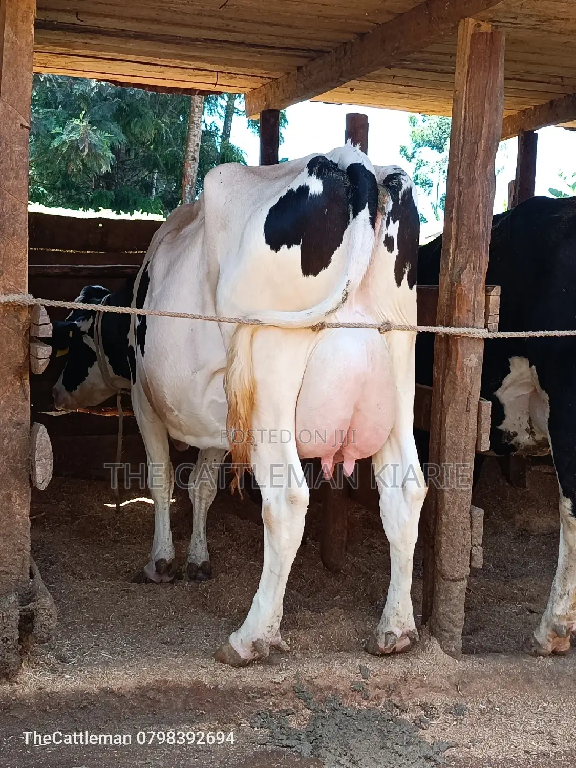 Holstein Friesian for Sale in Githunguri