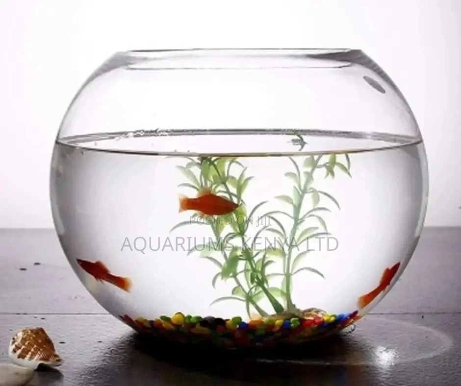 Aquarium Fishbowl With Plant and Fish